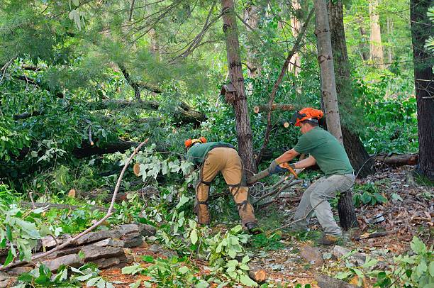 Dead Tree Removal in Perry, UT